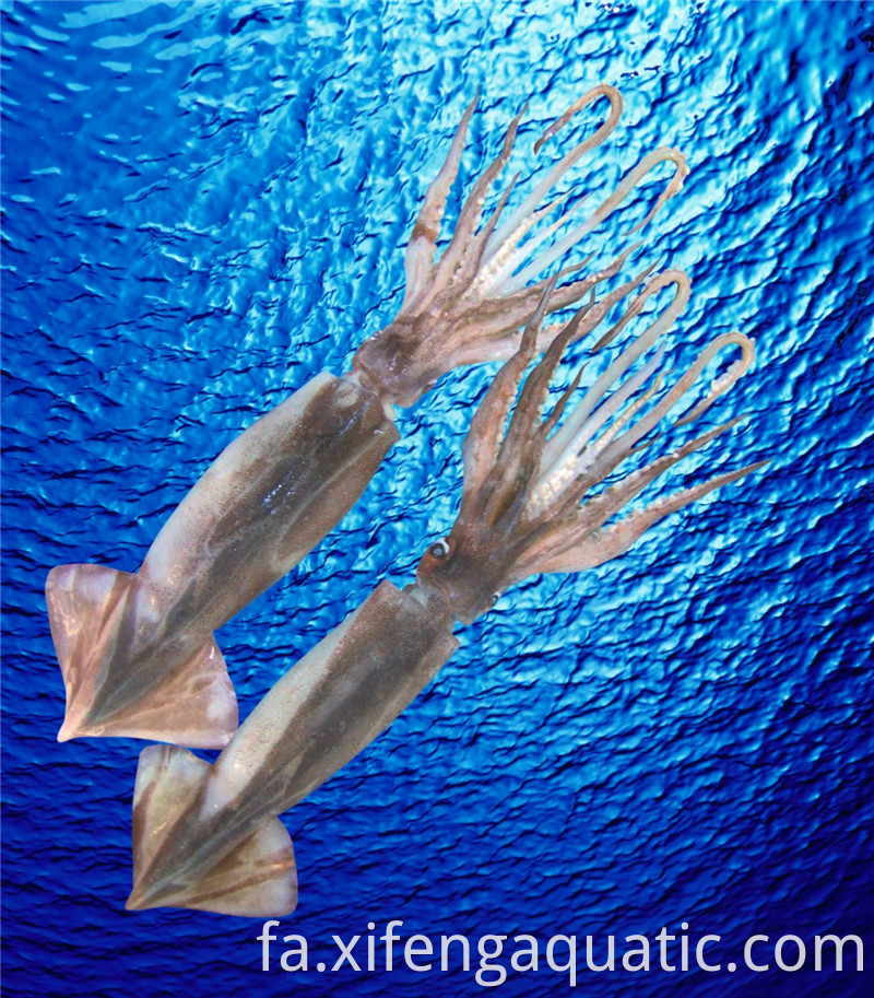 ماهی مرکب ایلکس Illex Squid